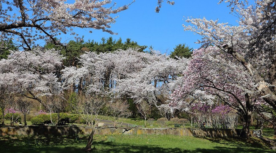 🌸 오니우시 공원 이미지 3